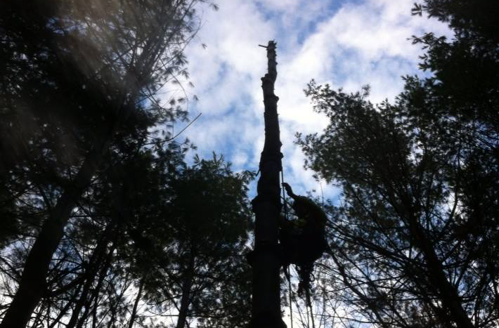 Parker Tree Care, parkertreecare, Tree Removals, Ash tree, Stumping, contact us,